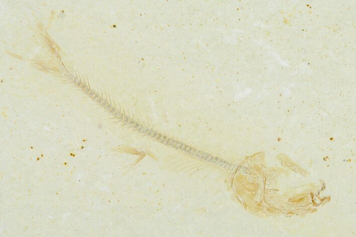 Jurassic Fossil Fish (Orthogoniklethrus) - Solnhofen Limestone #139374